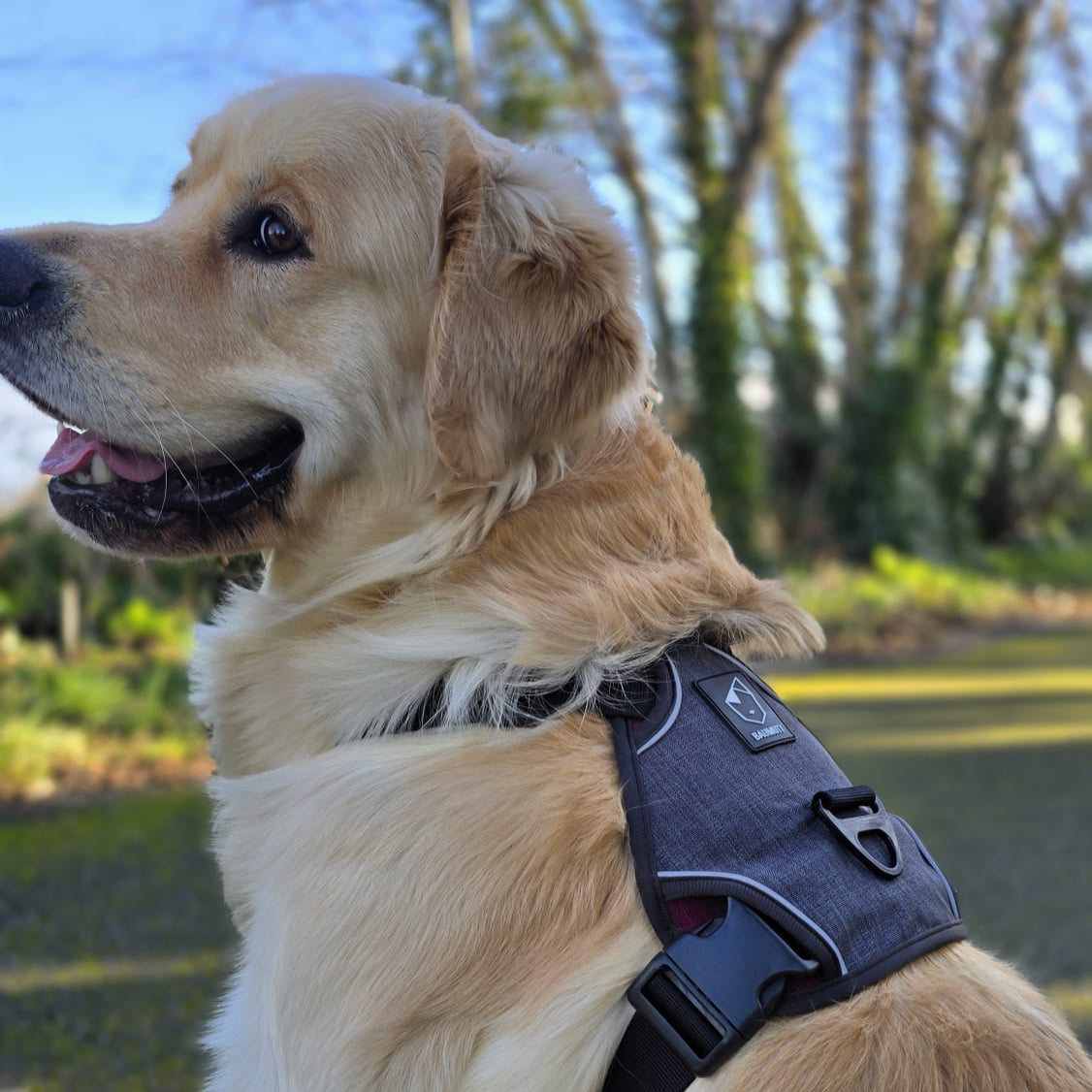 Golden retriever profile view wearing a BAUMUTT no pull dog harness in a park setting
