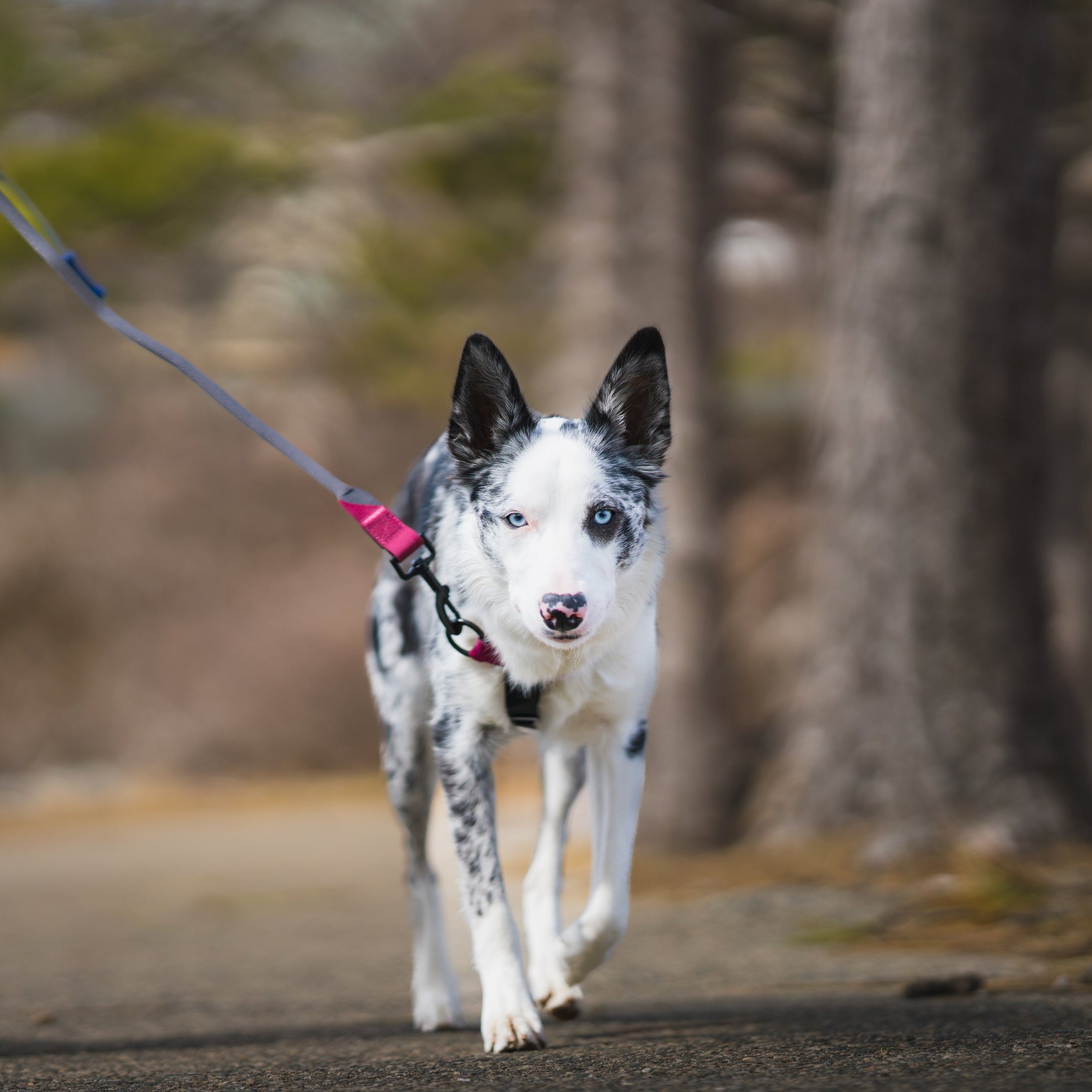 Merle collie Dog in a BAUMUTT no pull harness and LAXO hands free leash walking outdoors with trees in the background