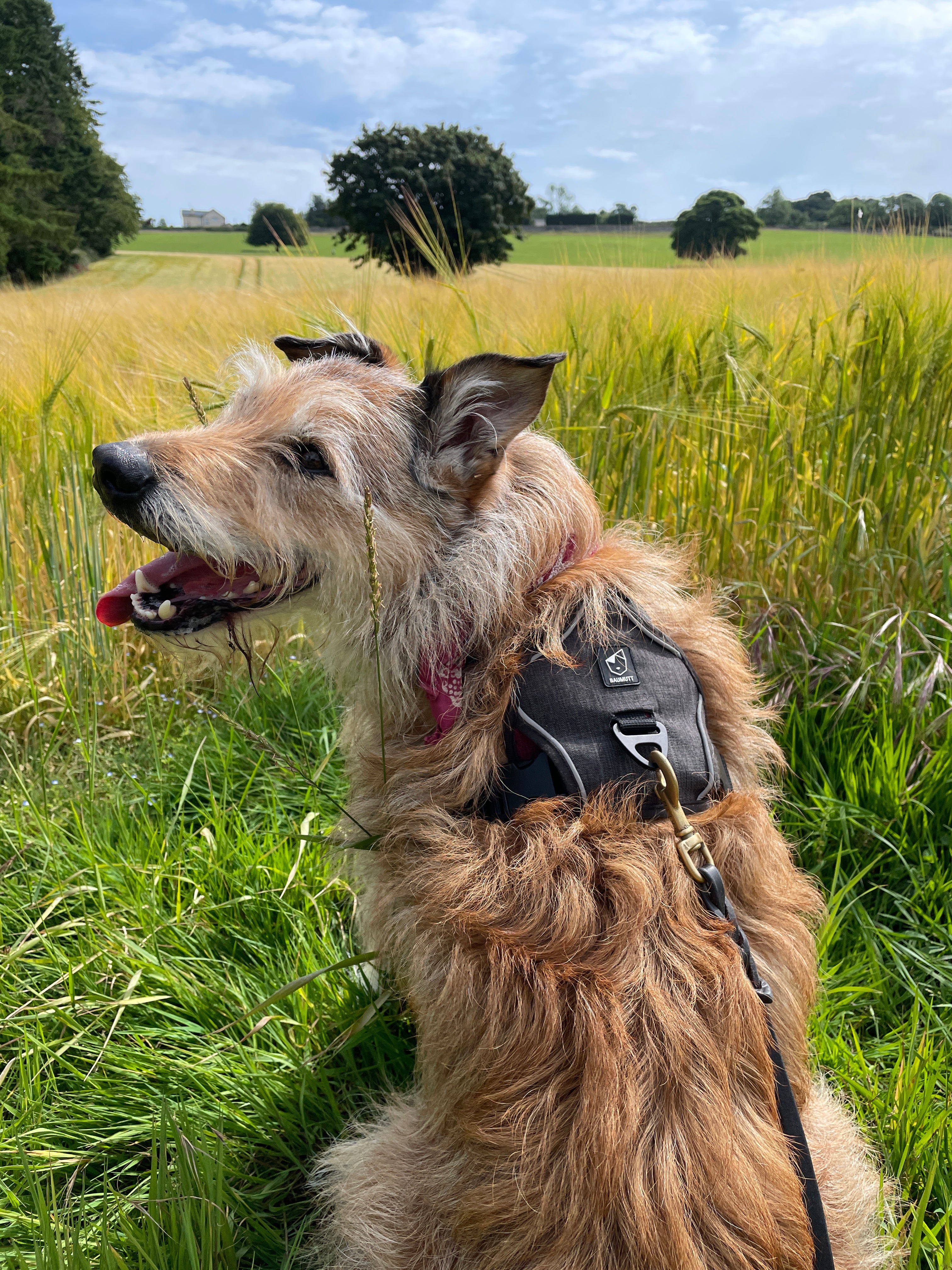 Baumutt, Non-pull dog harness, Dog harness for walking, No-pull dog harness, Front-clip dog harness, Adjustable dog harness, Comfortable dog harness, Reflective dog harness, Easy-on dog harness, Padded dog harness, Training dog harness