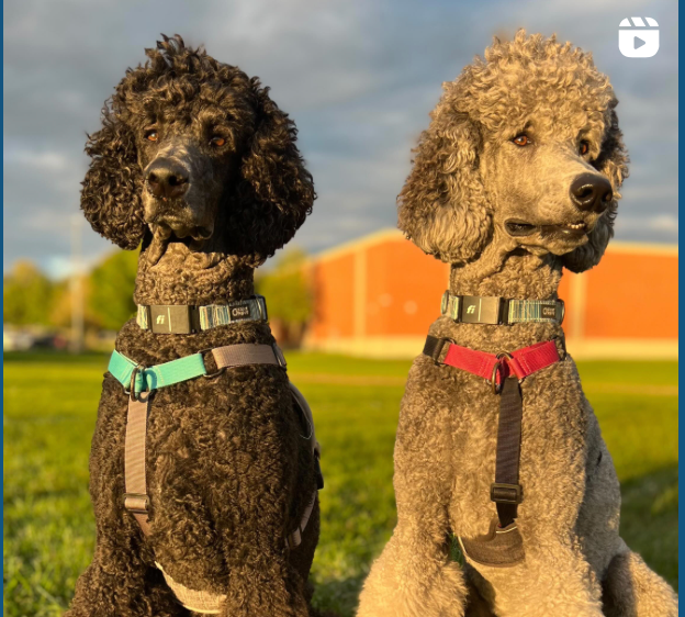 Two poodles wearing BAUMUTT in line no pull harnesses standing on grass with a building in the background