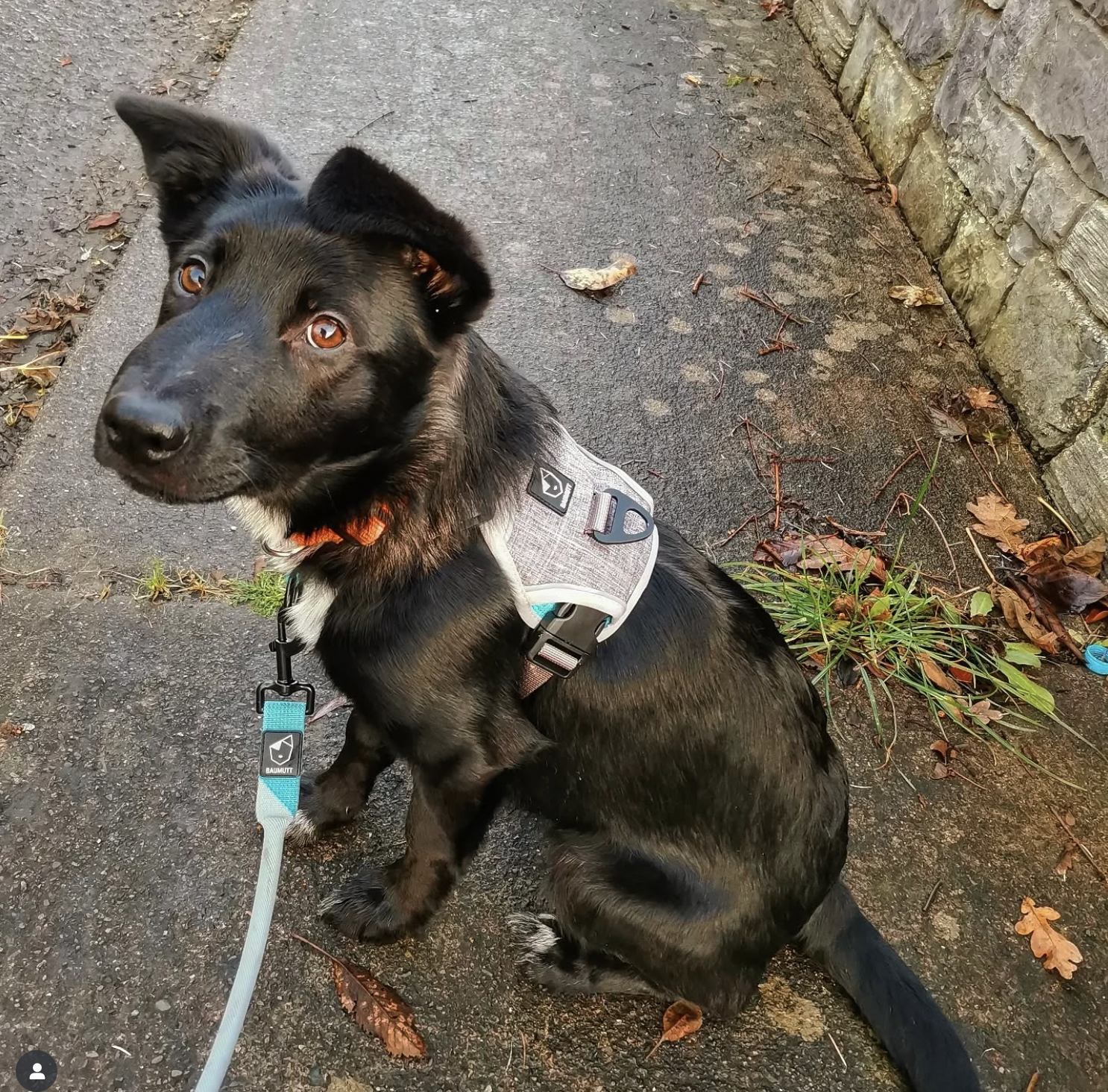 Black dog in BAUMUTT no pull harness and hands free lead sitting on a sidewalk with leaves and grass around