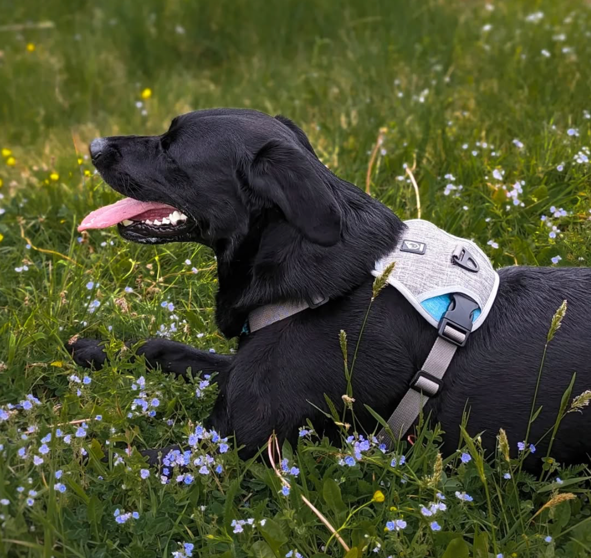 Black Labrador dog wearing a BAUMUTT no pull harness in a grassy field with flowers