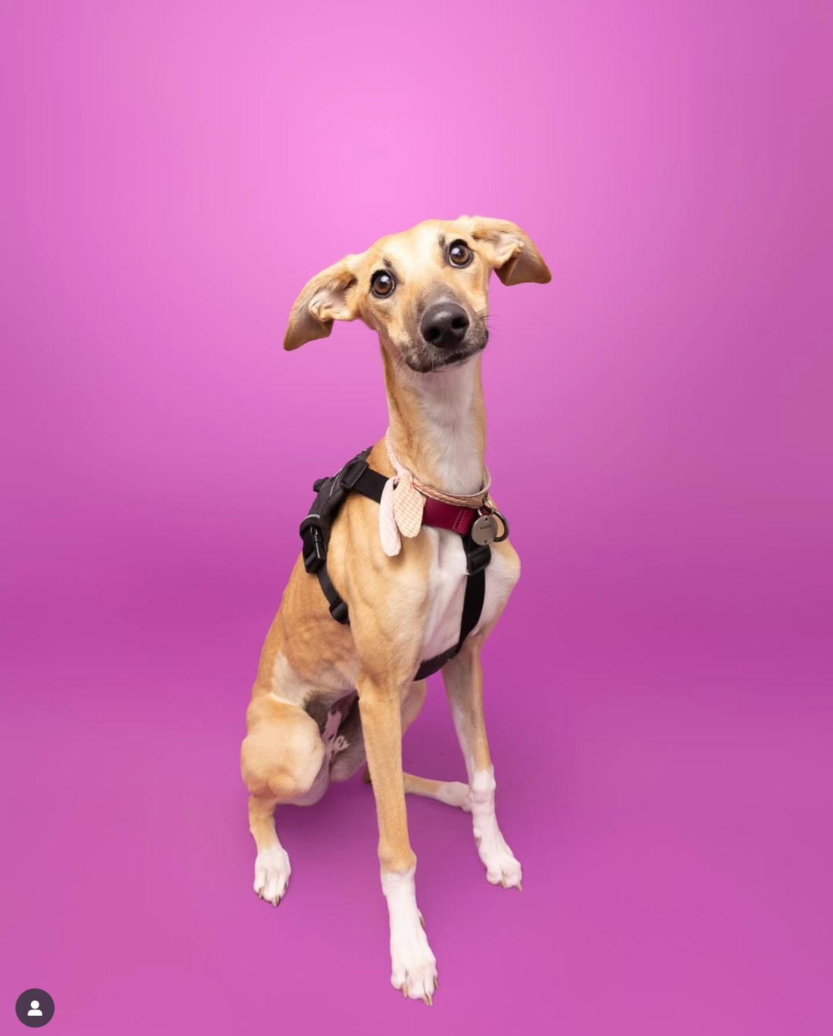 Lurcher in BAUMUTT no pull harness, pink background