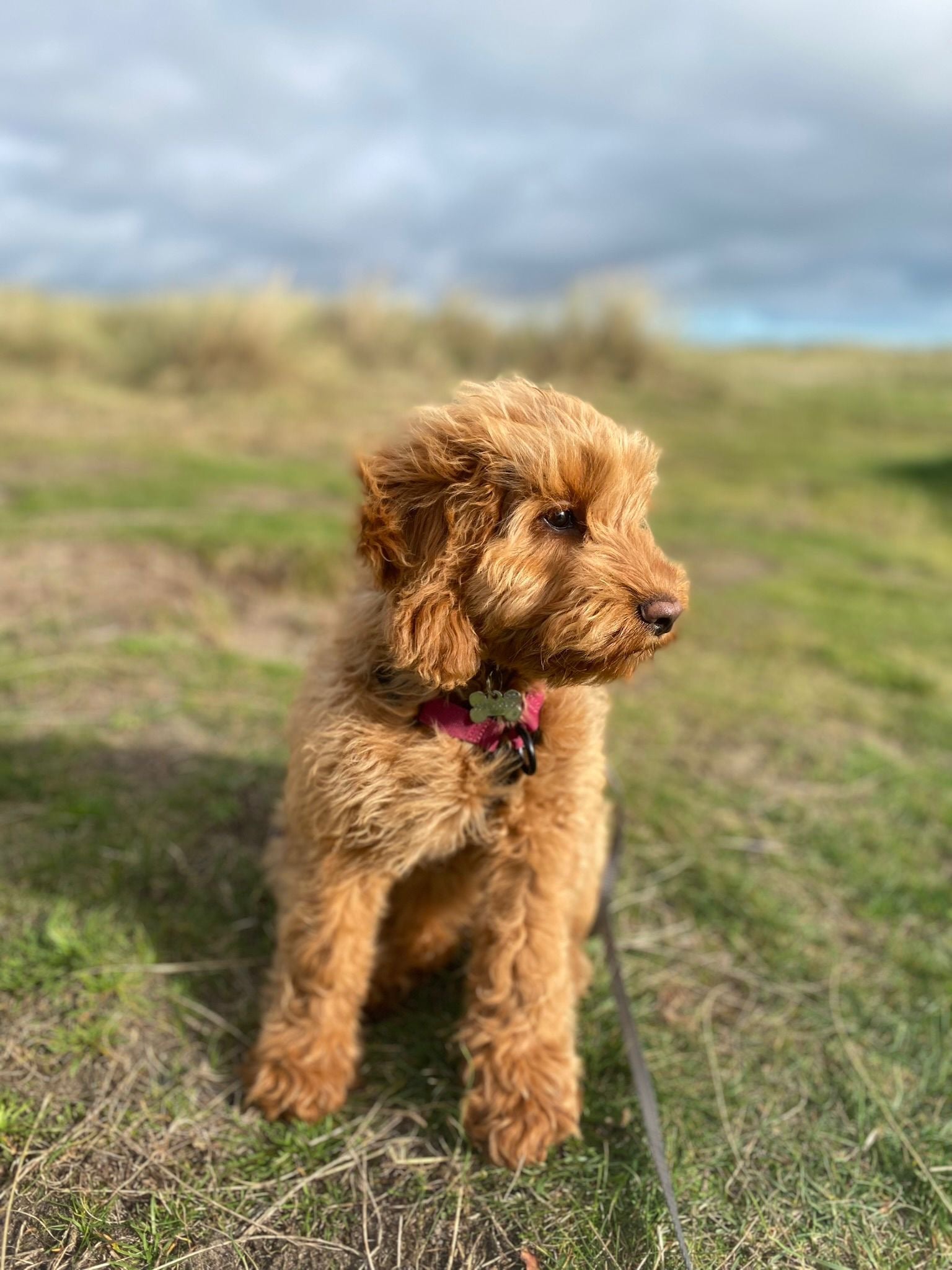 Brown cockapoo puppy wearing a BAUMUTT no pull dog harness standing in a grassy field with a cloudy sky.