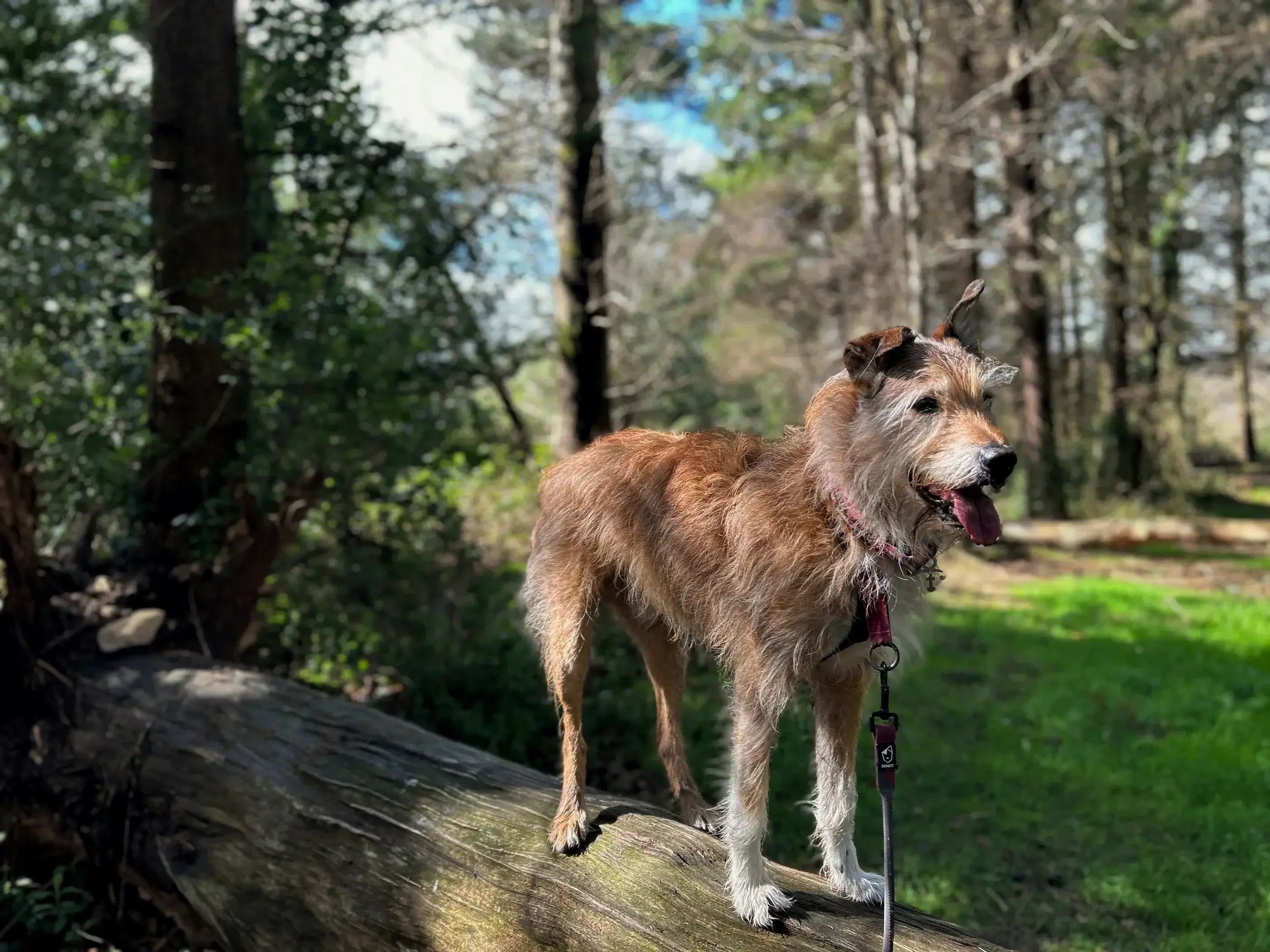 A Dog Leash Training Guide