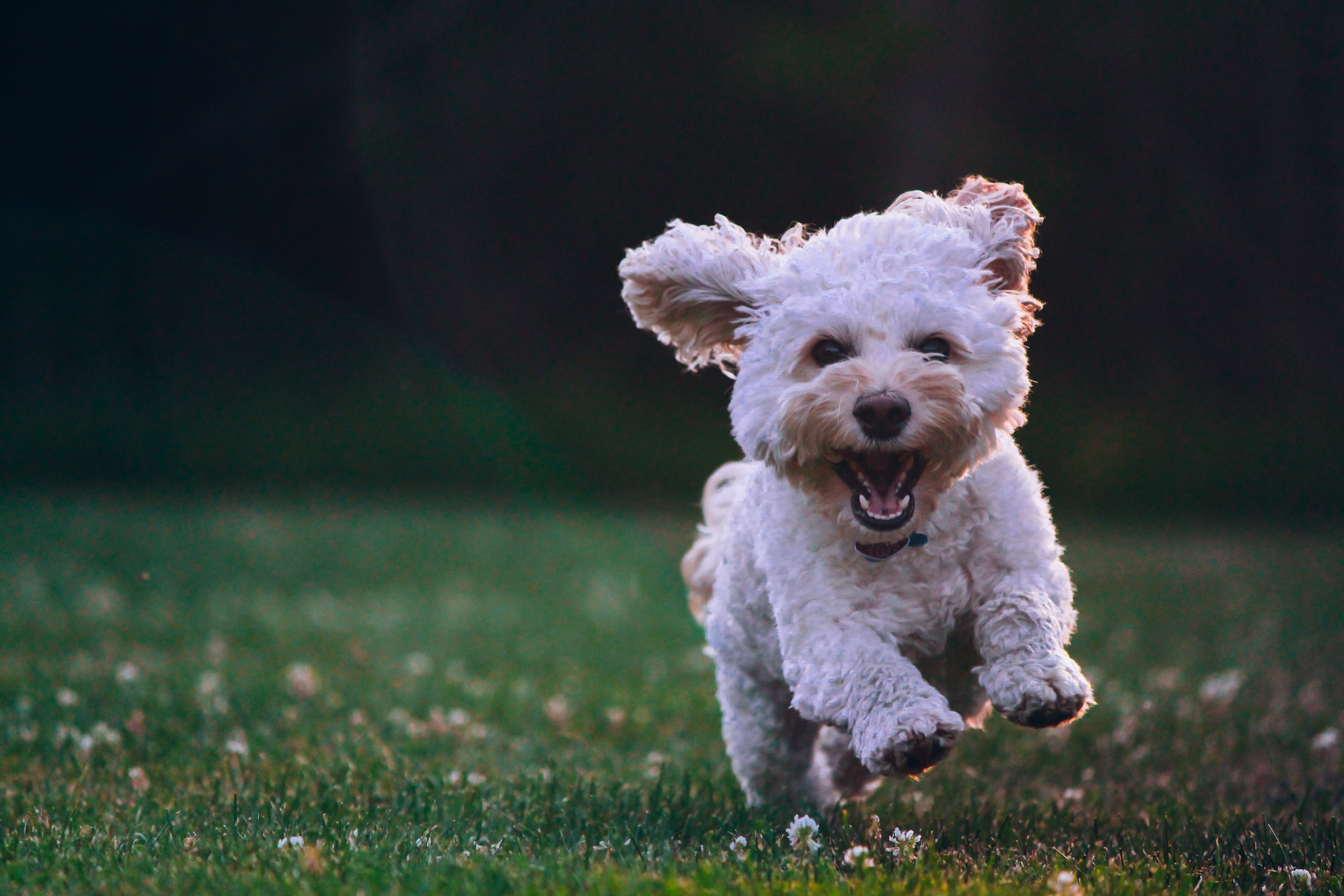 Solving Common Dog Walking Problems