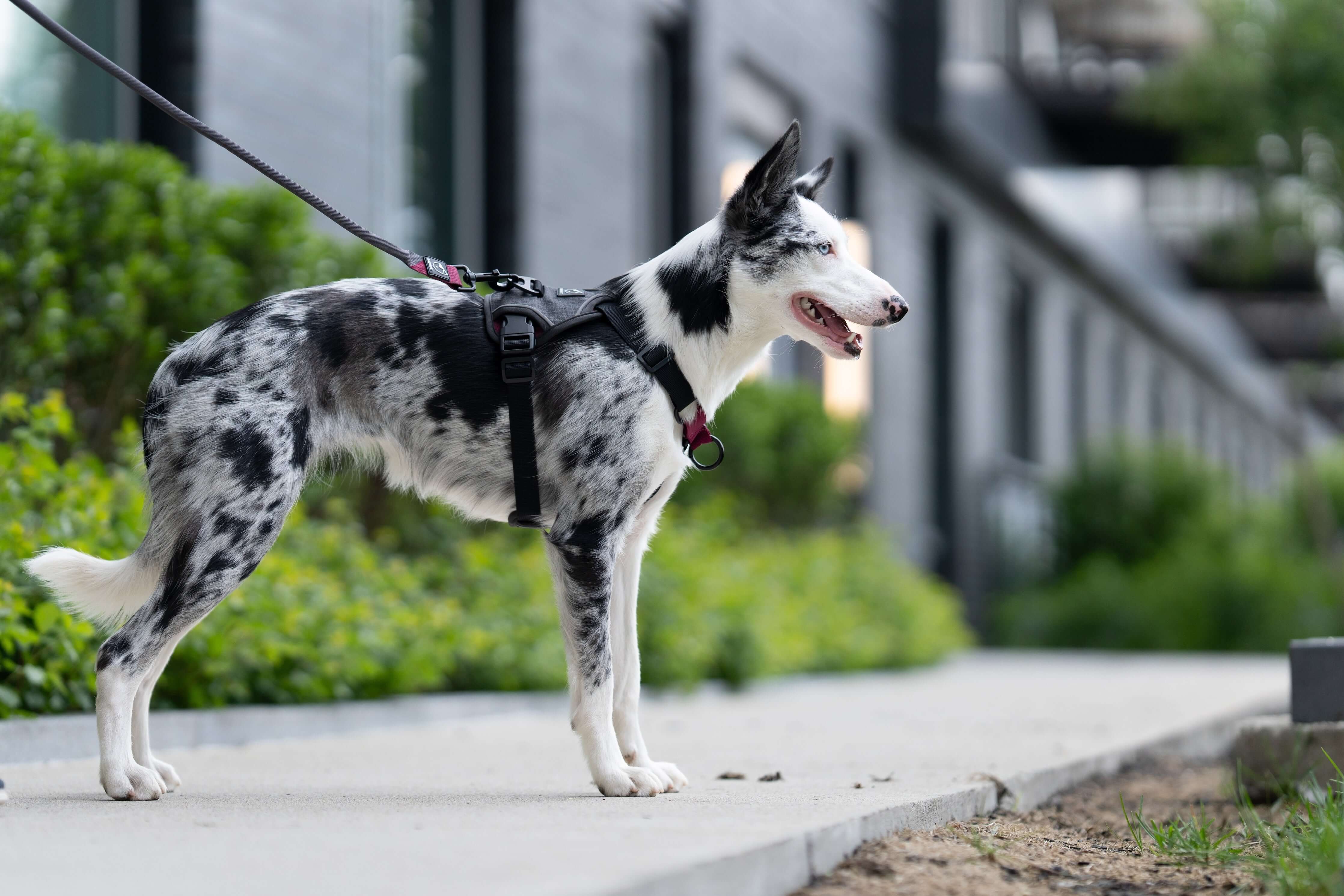 No Pull Dog Harness | IN . LINE by BAUMUTT