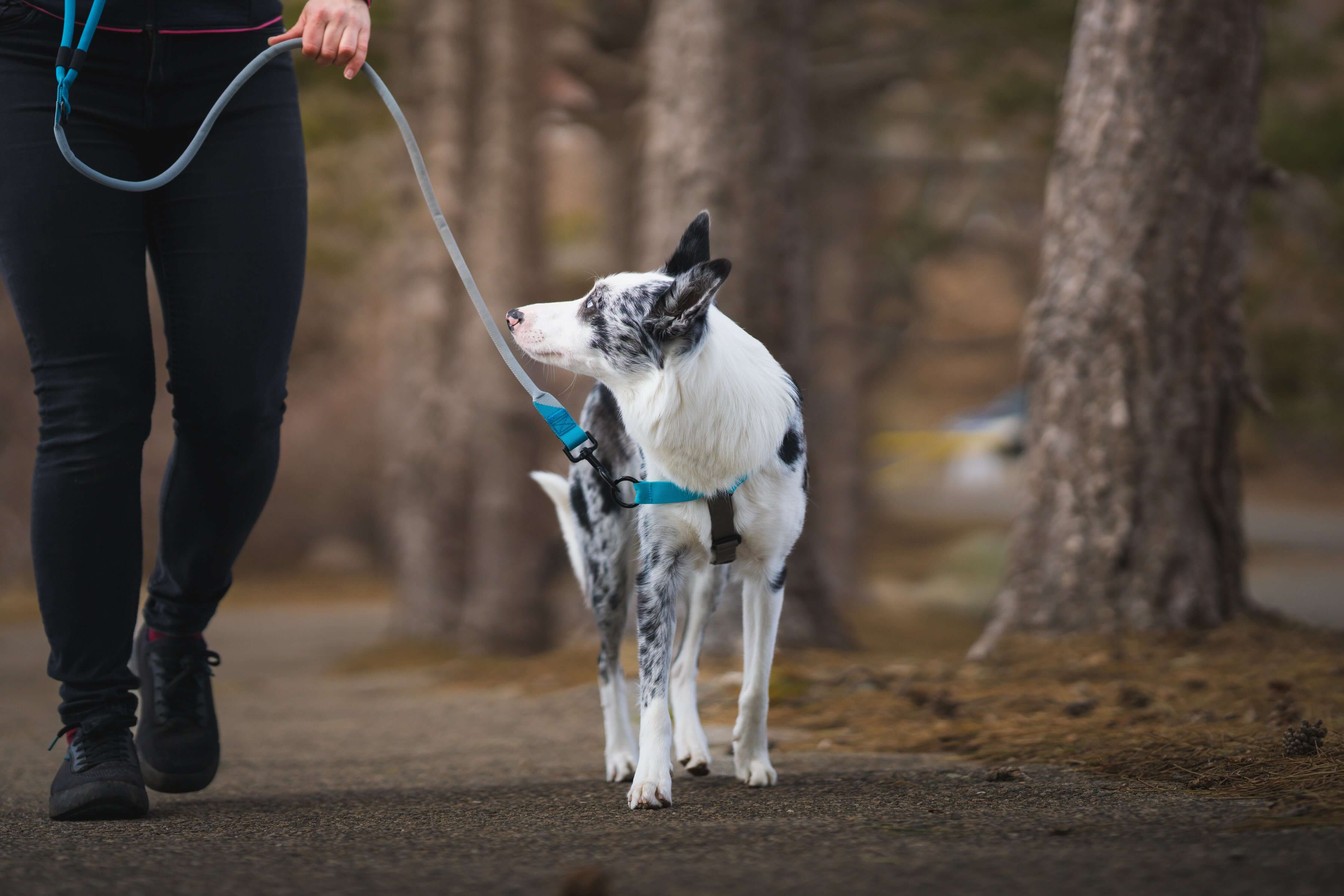 No Pull Dog Harness BAUMUTT In.Line | Anti Pull K9 Harness