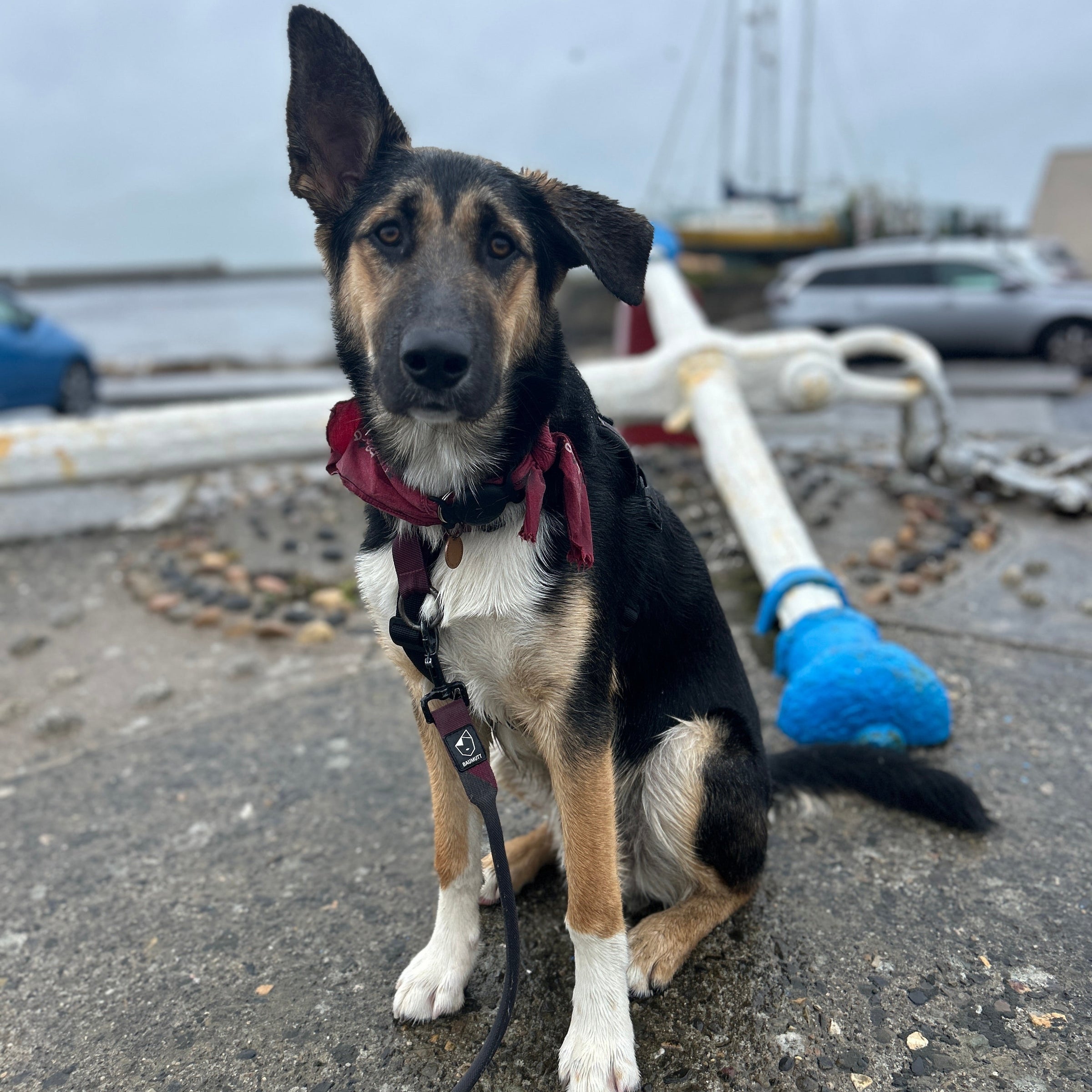 Collie cross dog sitting on a dock with boats in the background wearing a BAUMUTT no pull harness and LAXO hands free lead (close up)