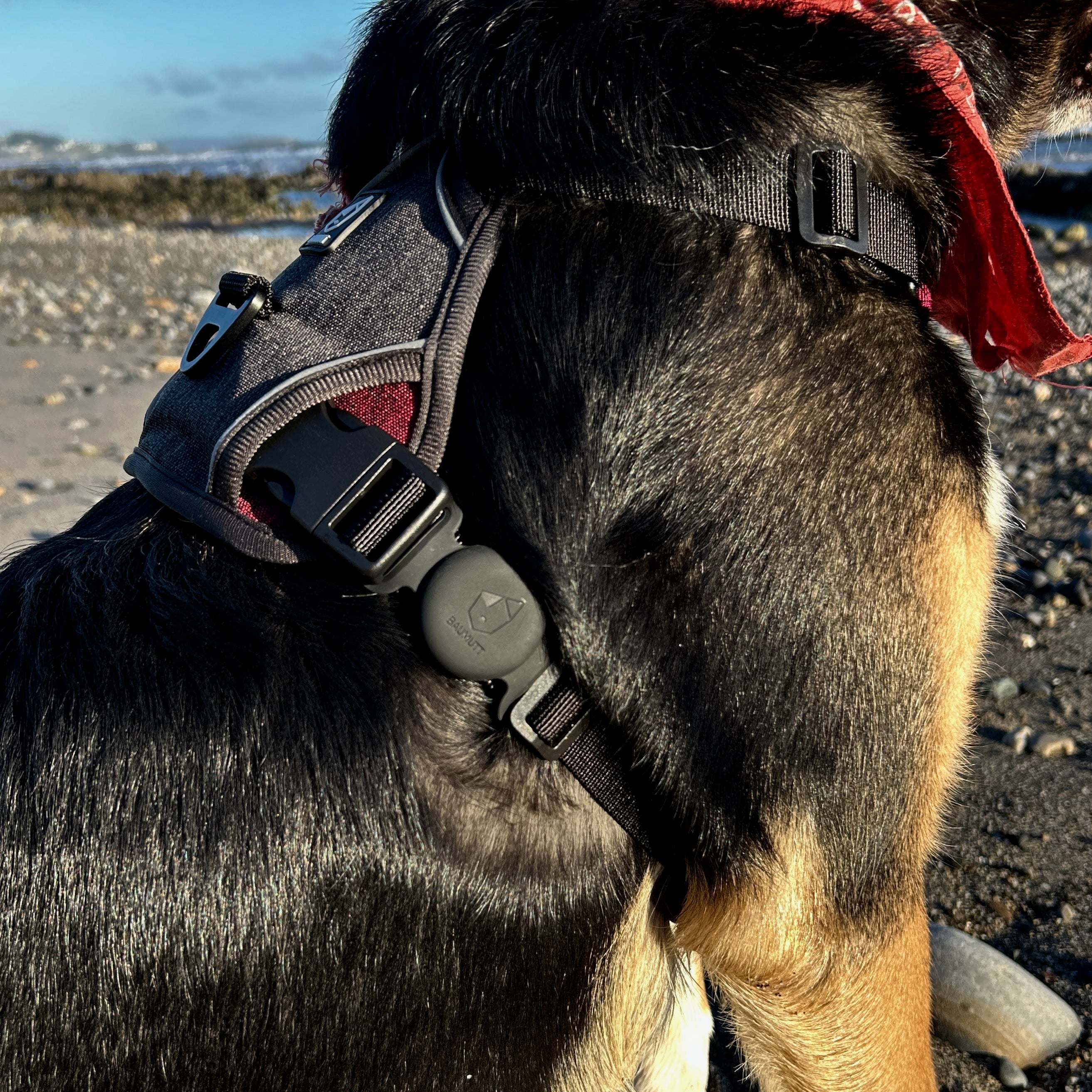 Black Apple AirTags dog collar holder, with BAUMUTT logo on the front. Modled on a dog attached to baumutt IN . LINE no pull dog harness