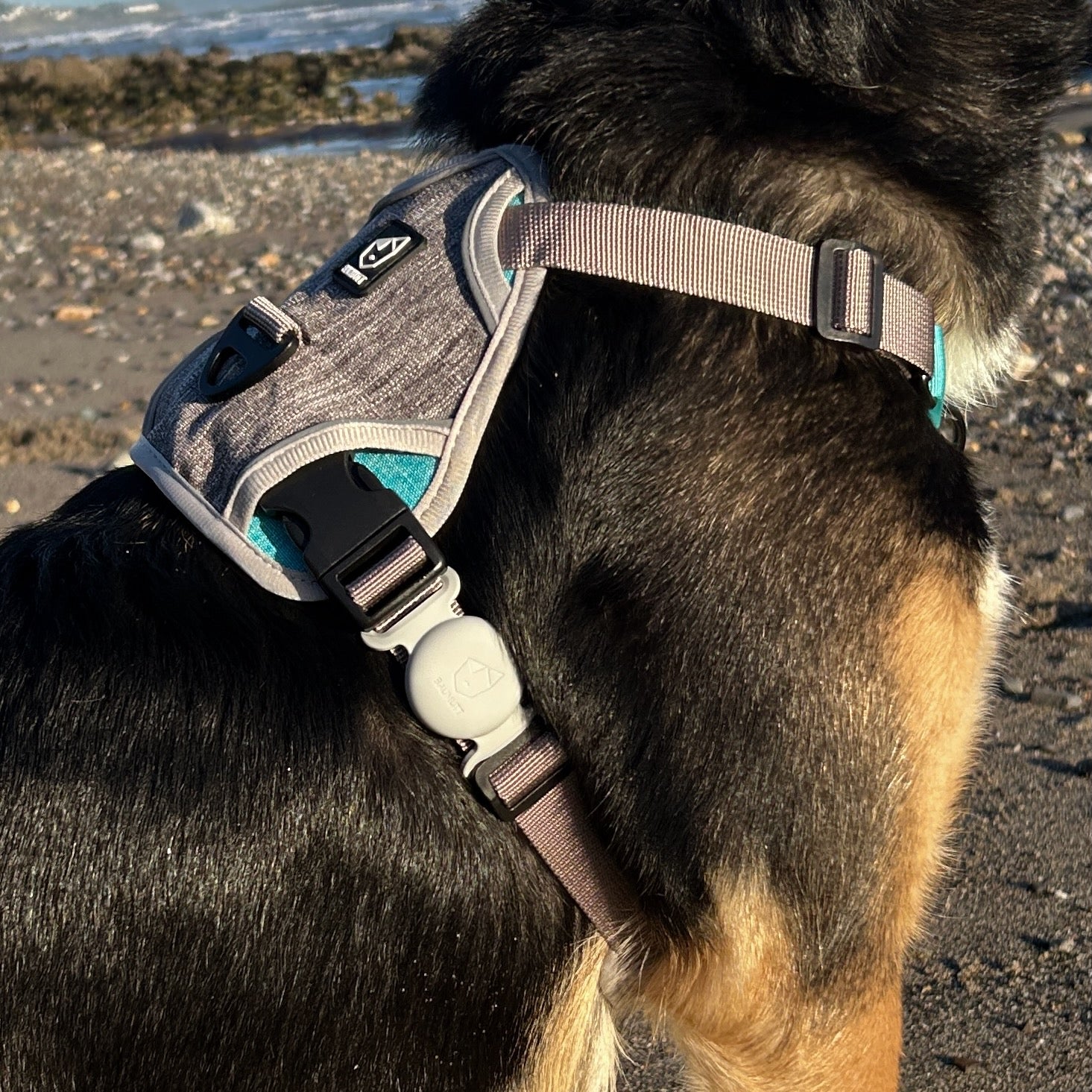 Grey Apple AirTags dog collar holder, with BAUMUTT logo on the front. Modled on a dog attached to baumutt IN . LINE no pull dog harness