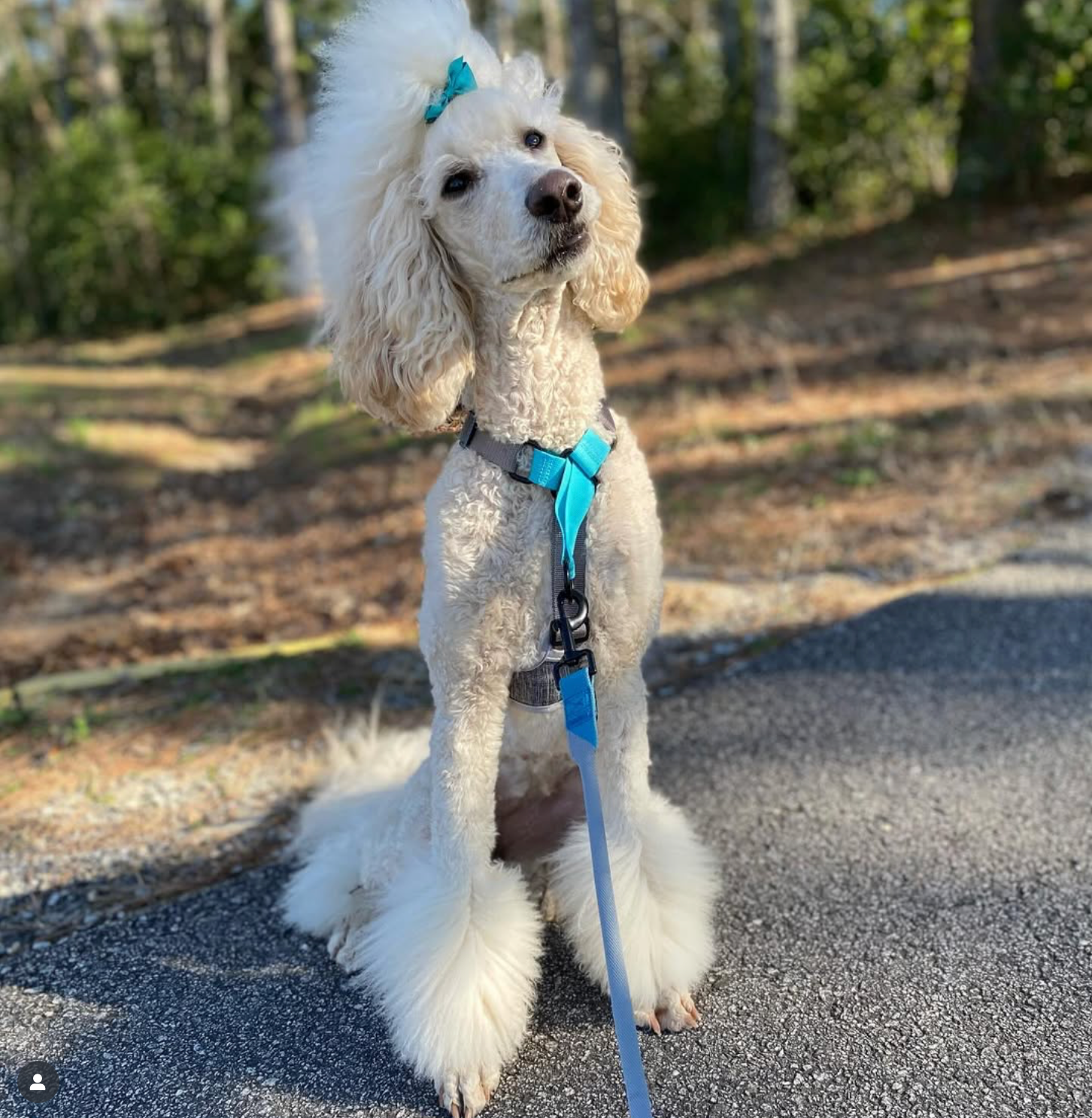 White poodle dog in BAUMUTT no pull harness and hand free lead standing on a path with trees in the background