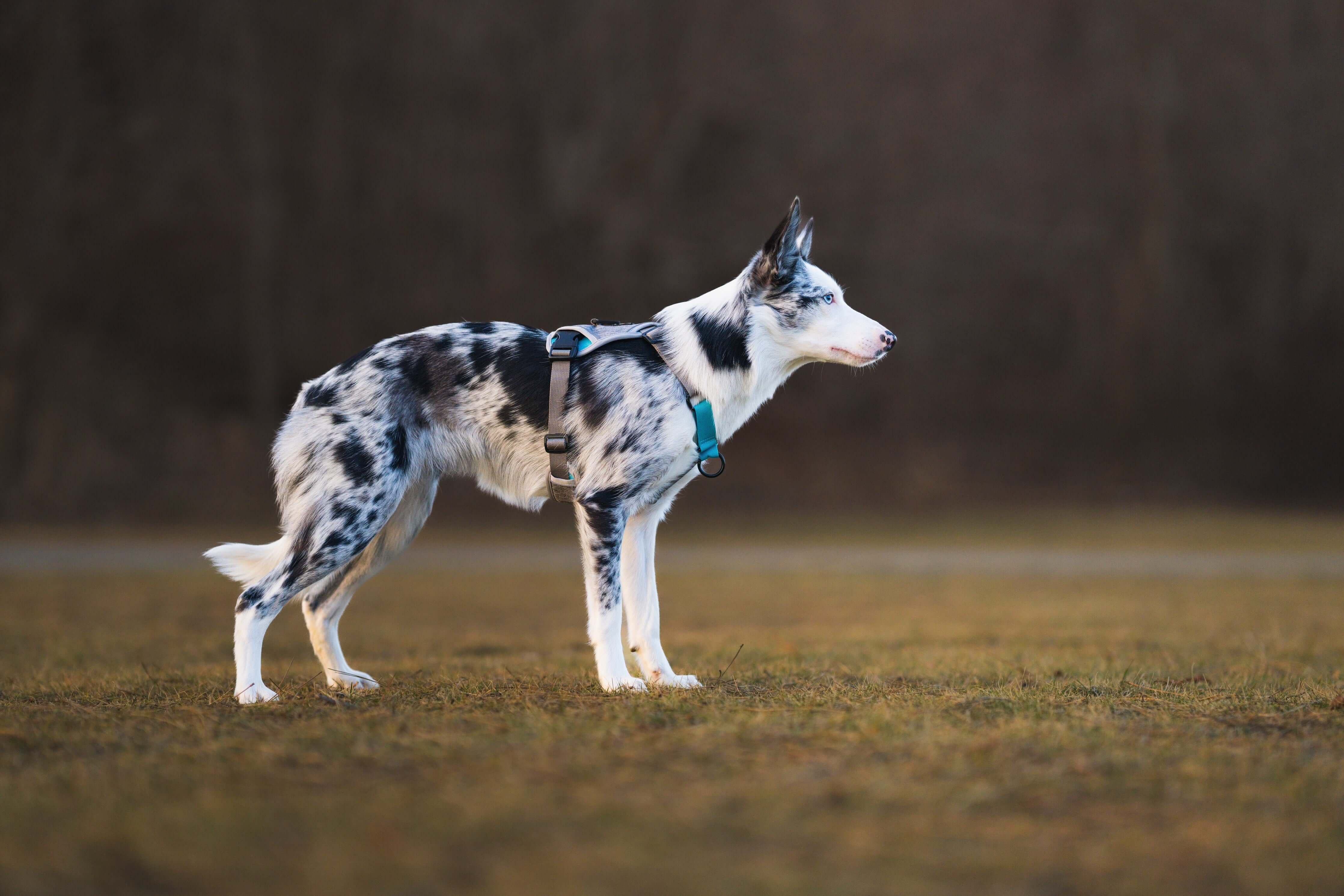 BAUMUTT No Pull Dog Harness, Ultimate Anti Pull K9 Harness